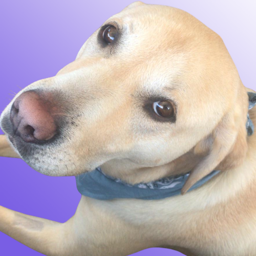 Stan-headshot-on-purple